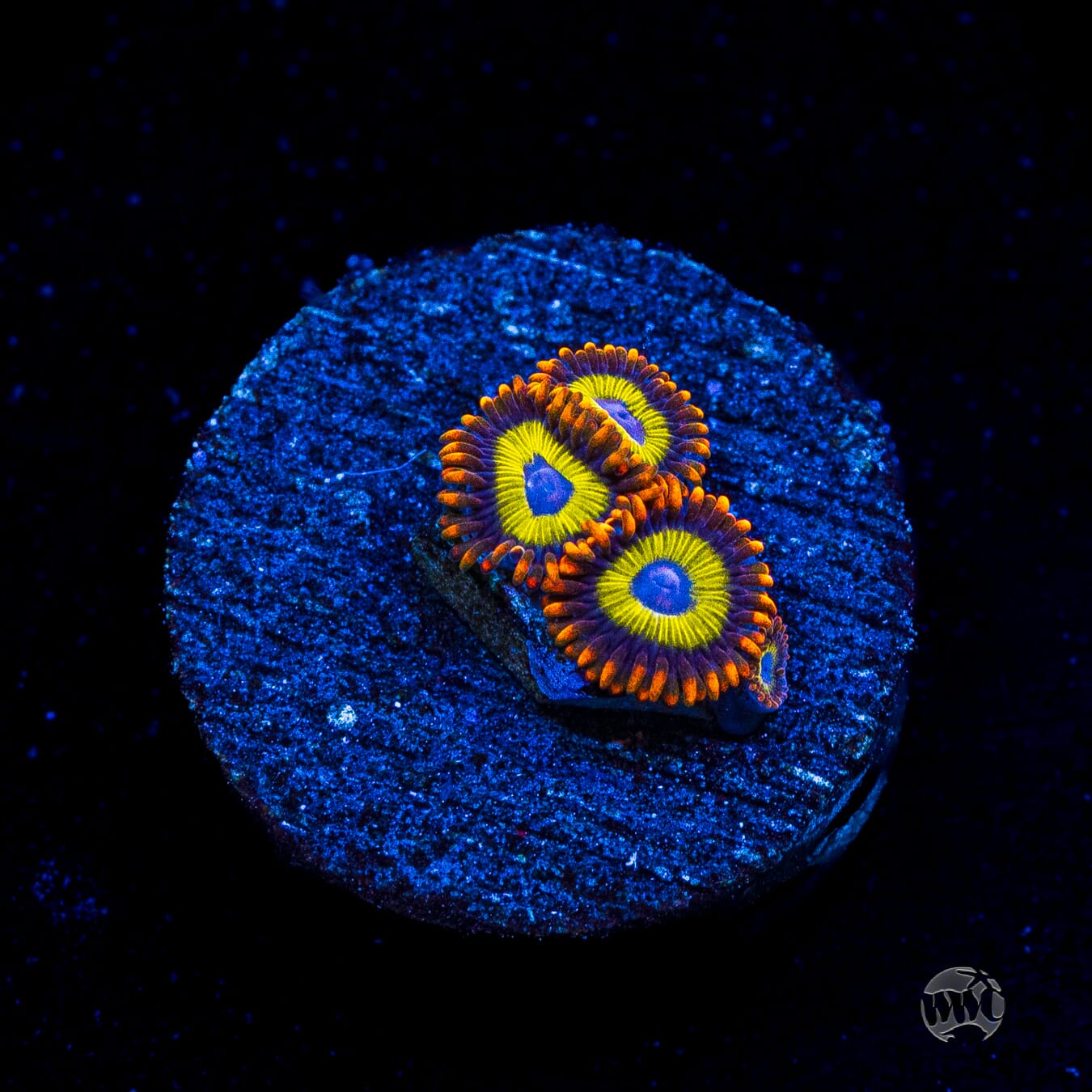 Fruit Loopz Zoanthids