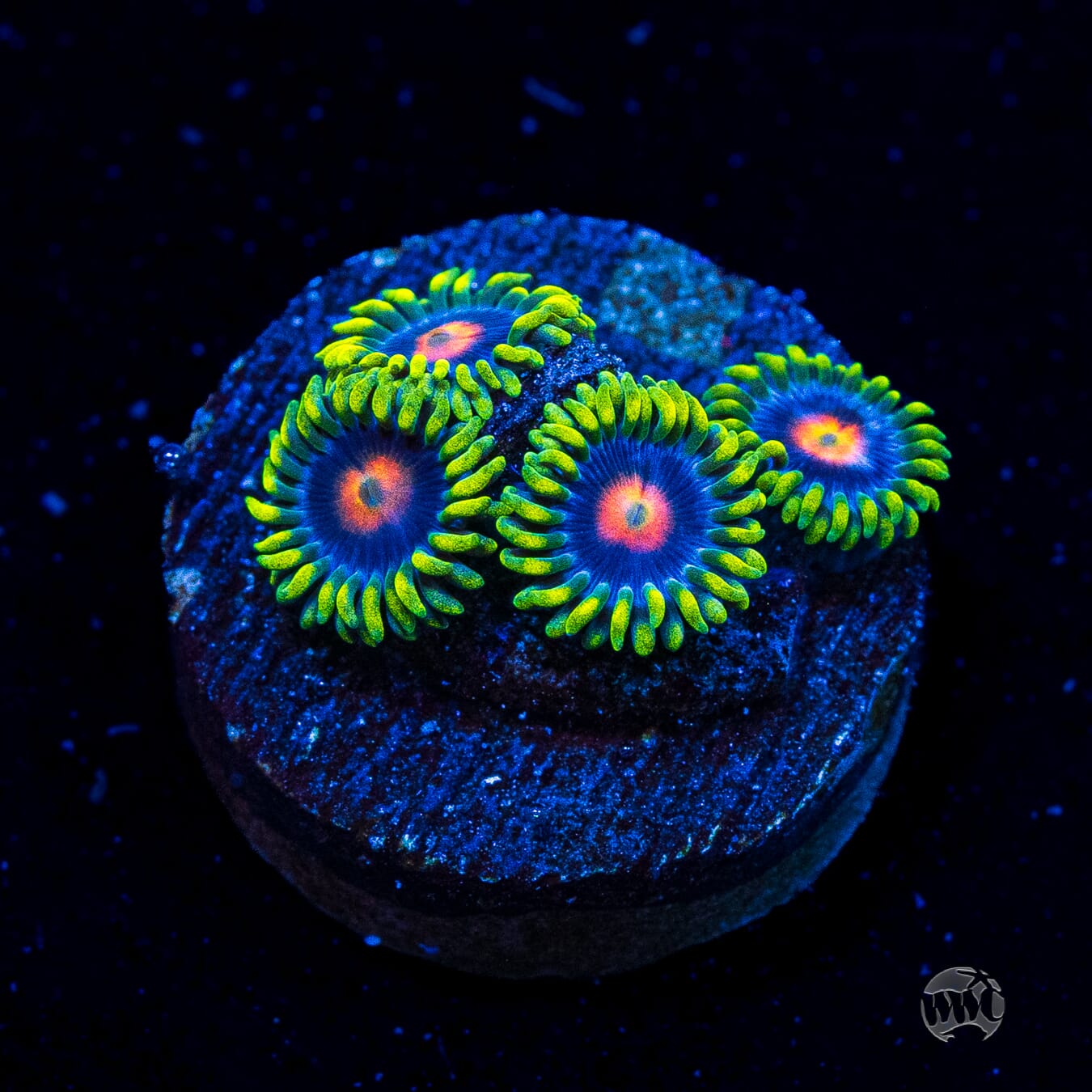 WWC Ultimate Blow pop Zoanthids