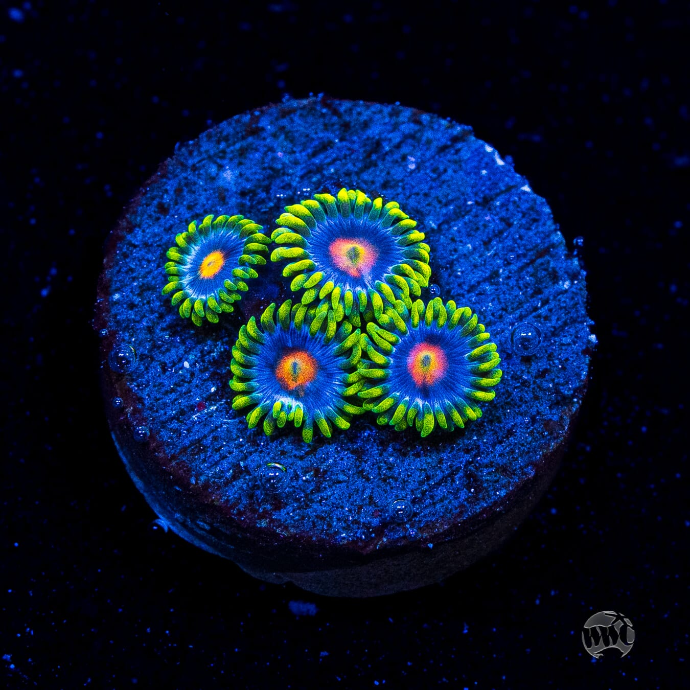 WWC Ultimate Blow pop Zoanthids
