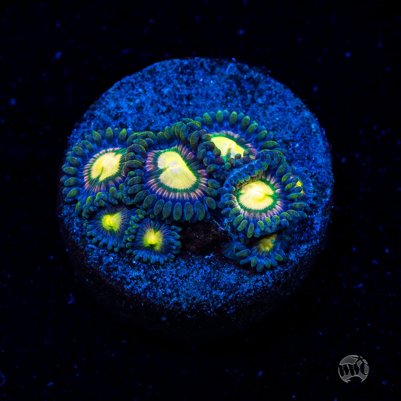 Mystic Moon Zoanthids