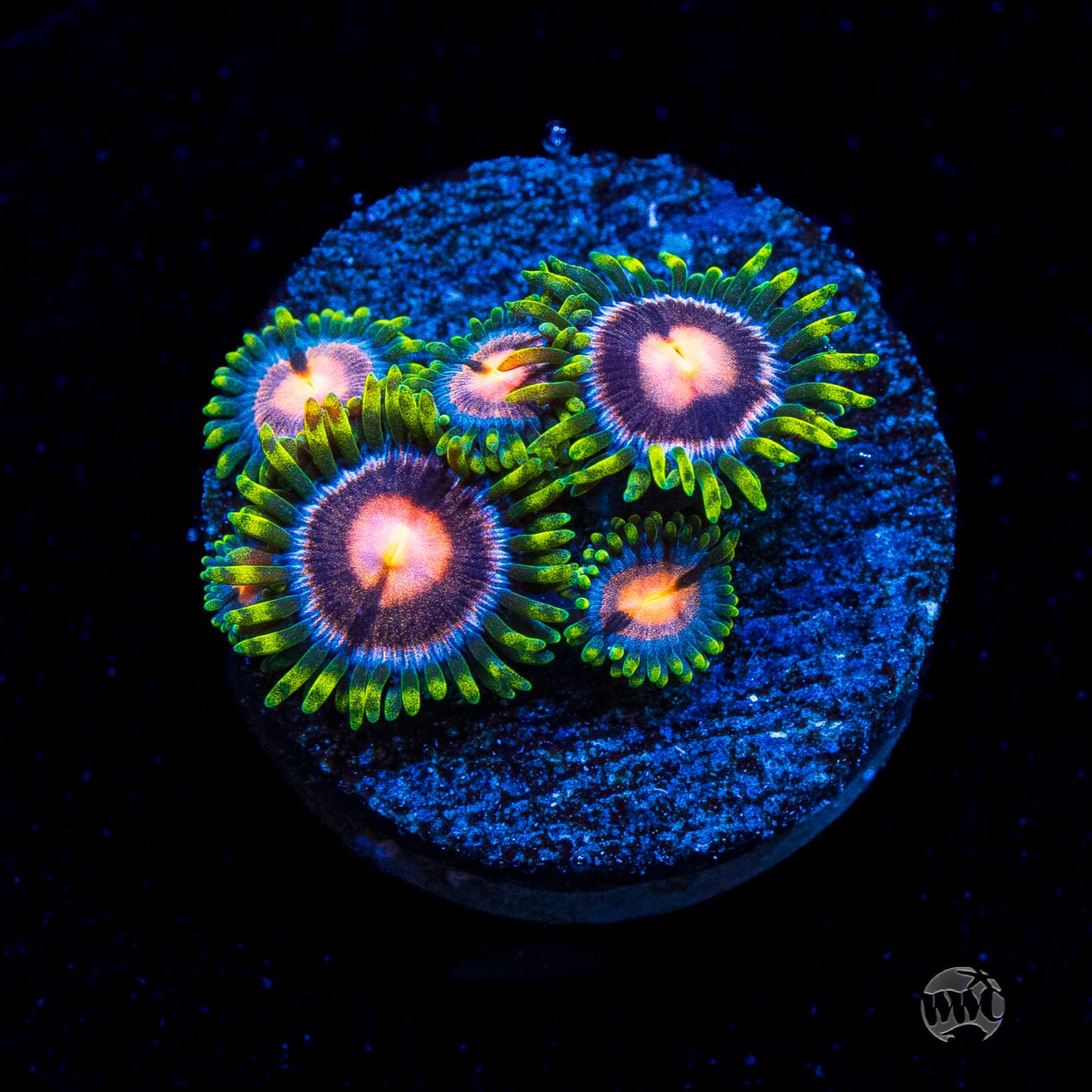 WWC Purple Pinwheel Zoanthids