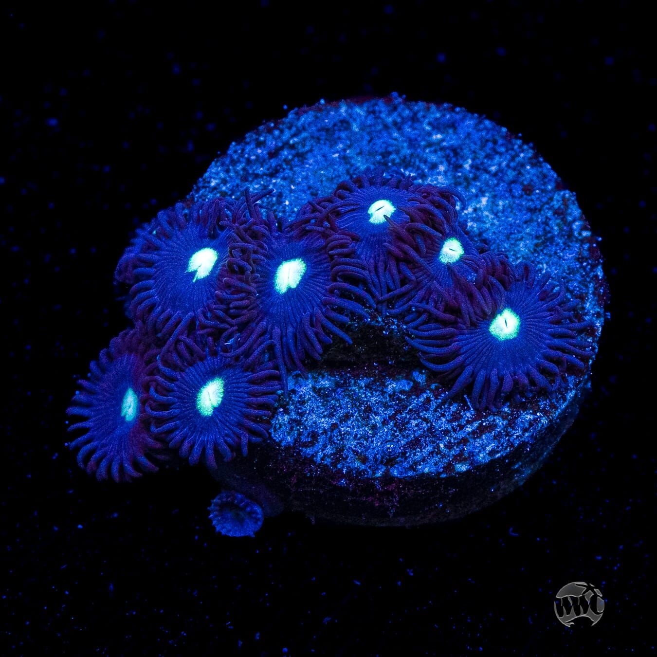 Tic Tac Zoanthids