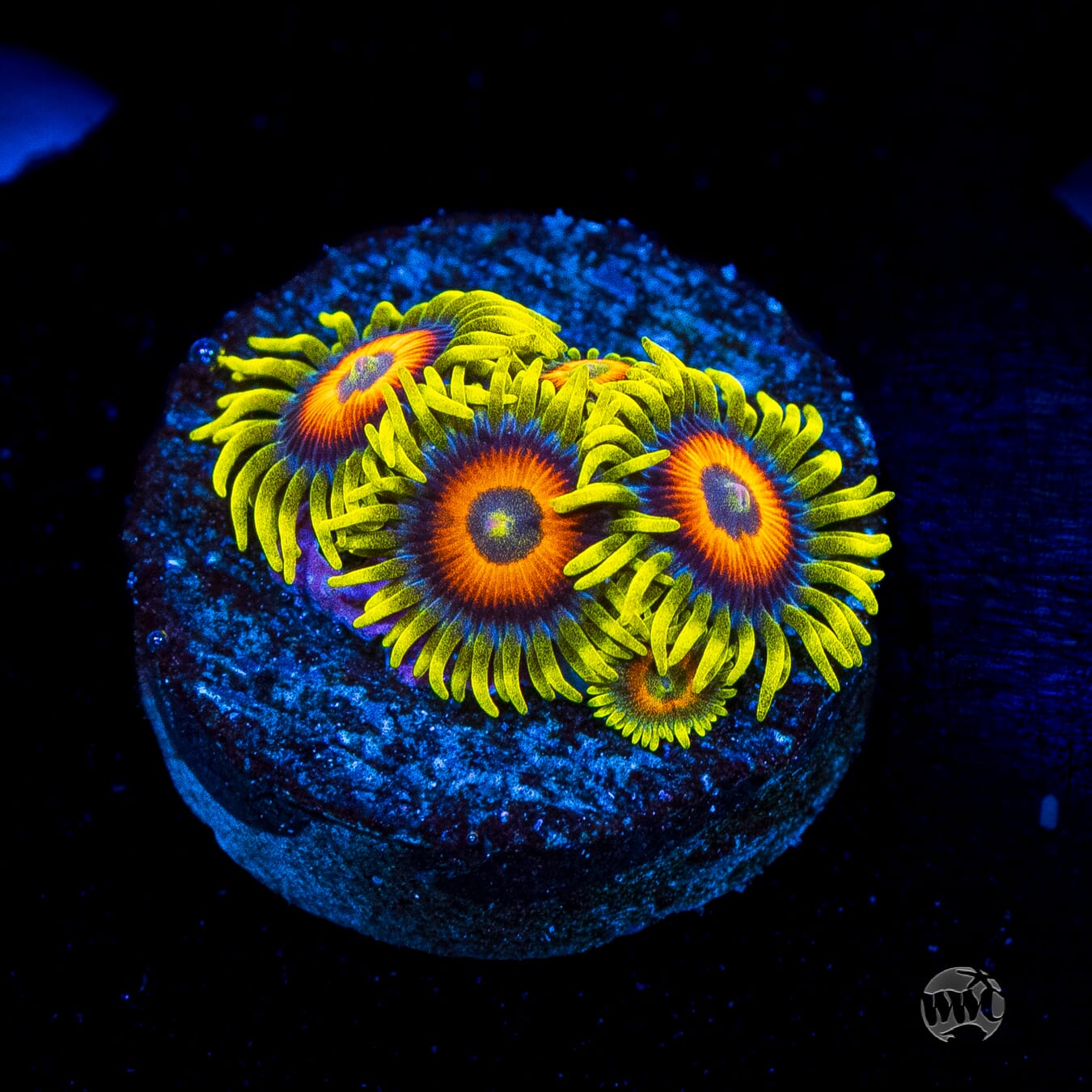 WWC Wildflower Zoanthids