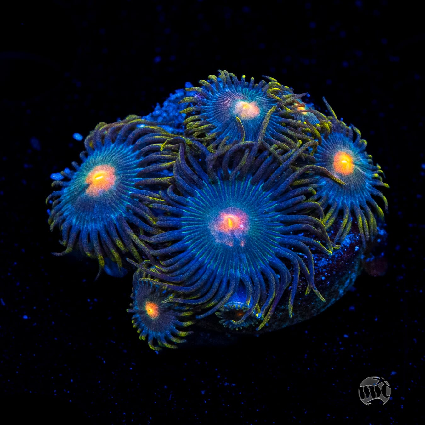 WWC Hairy Gorilla Nipple Zoanthids