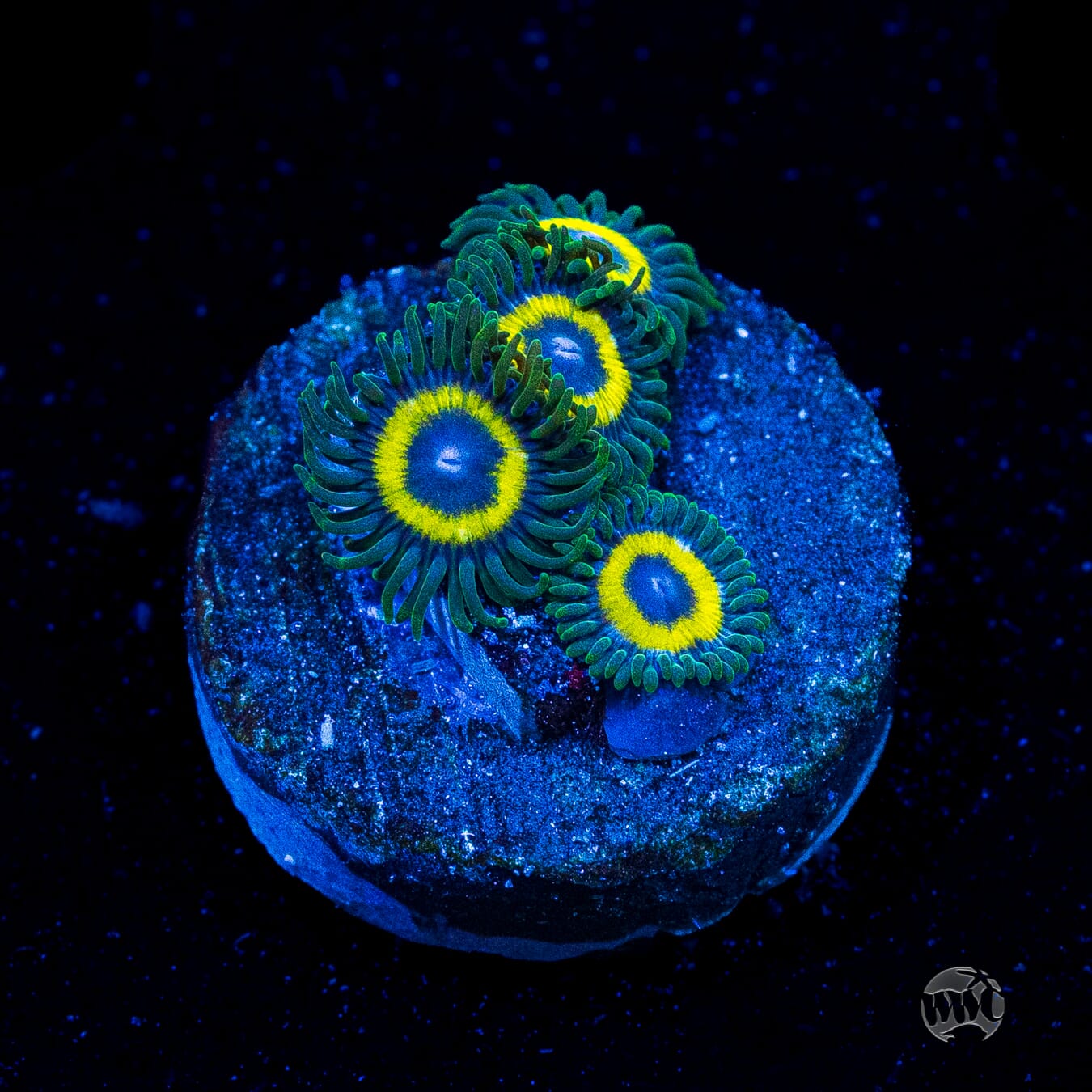 WWC Yellow Submarine Zoanthids