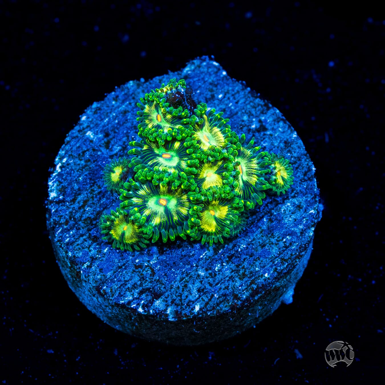 WWC Emerald Nightmare Zoanthids
