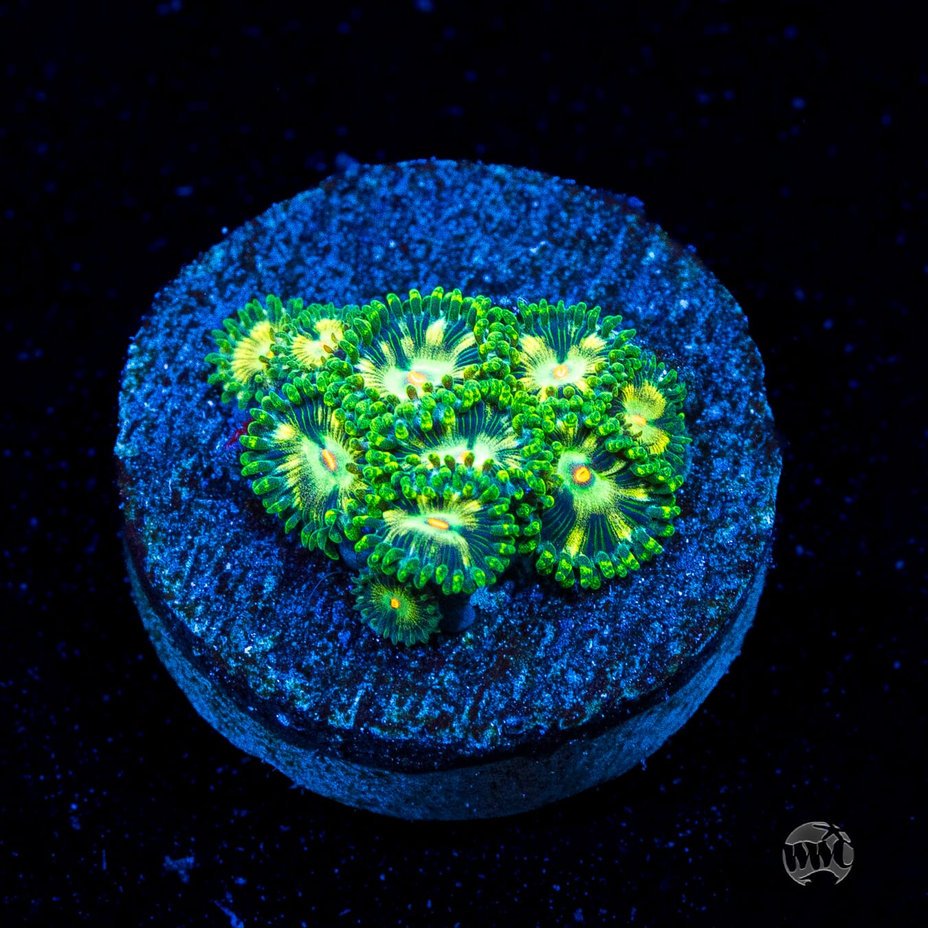 WWC Emerald Nightmare Zoanthids