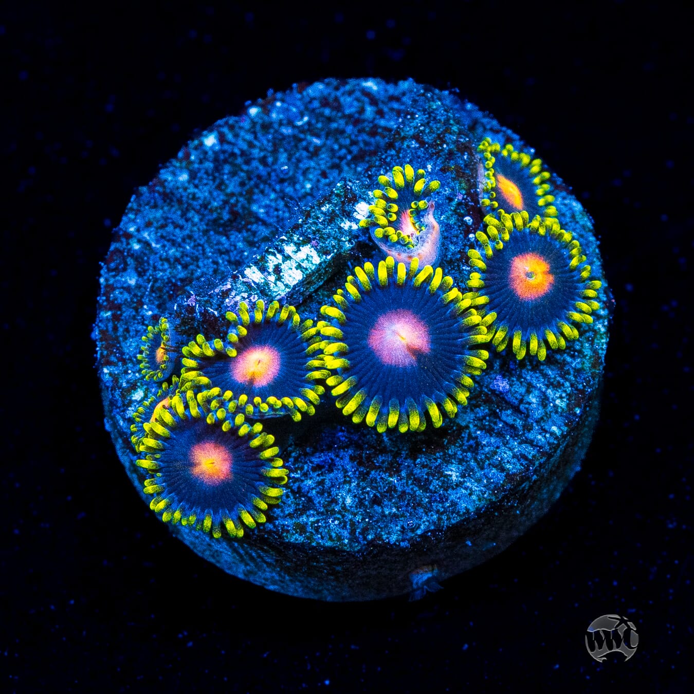 WWC Peacock Nipple Zoanthids