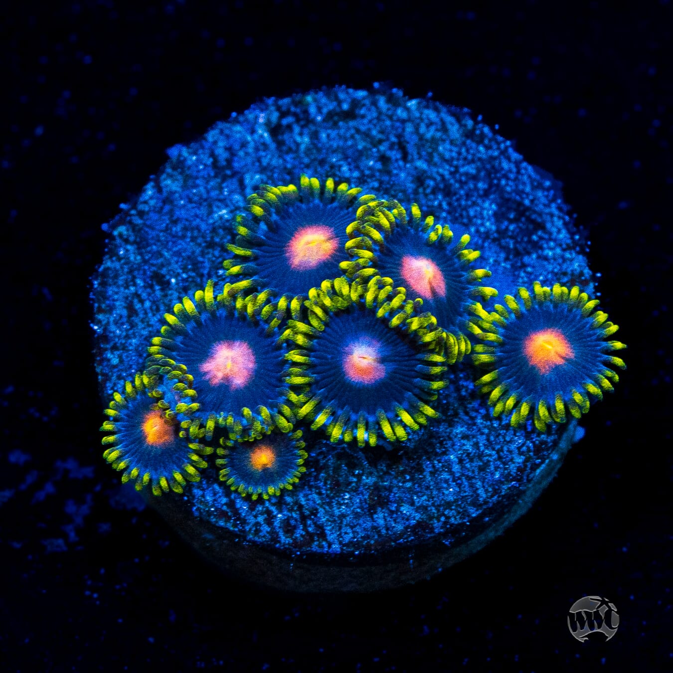 WWC Peacock Nipple Zoanthids