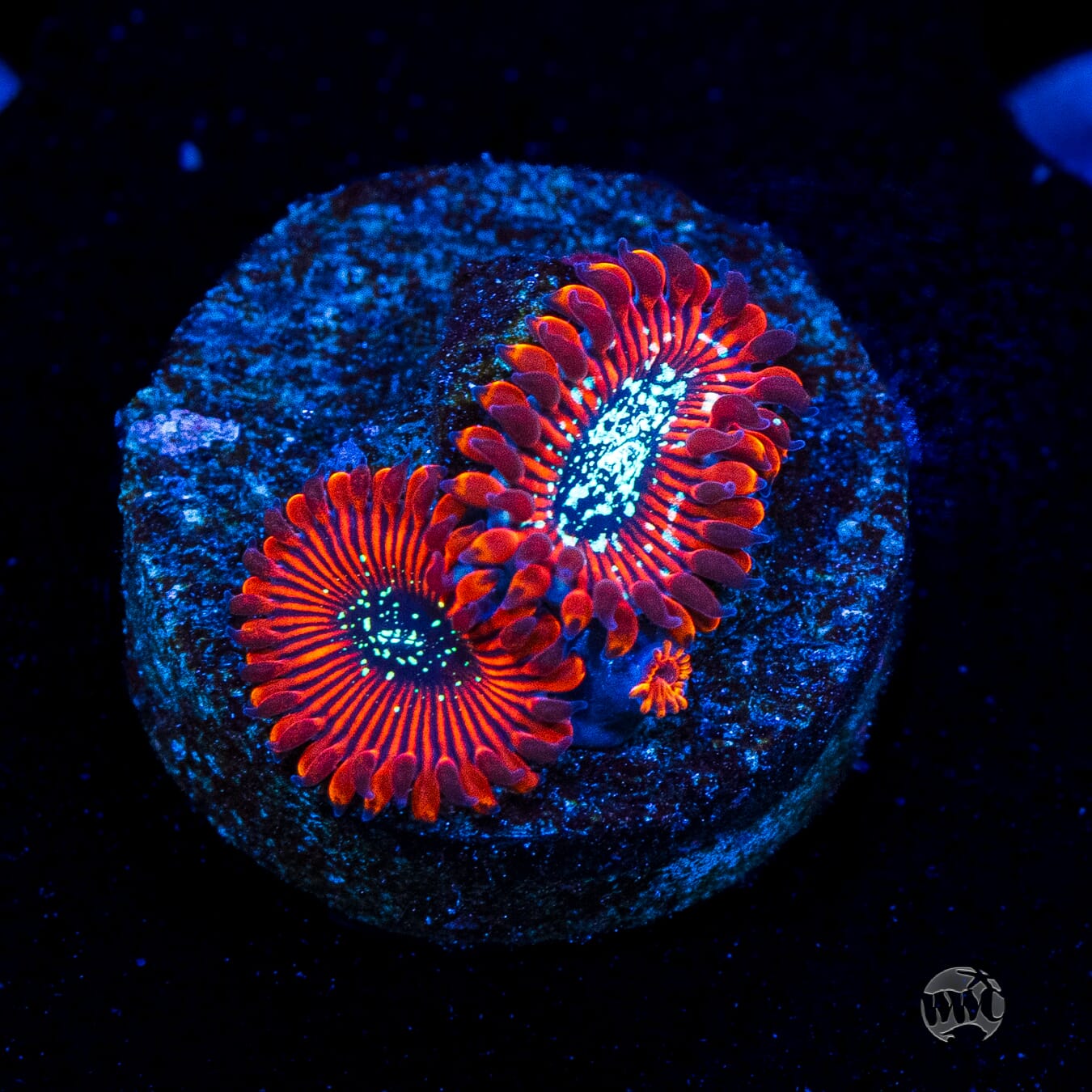 WWC Scarlet Wizard Zoanthids
