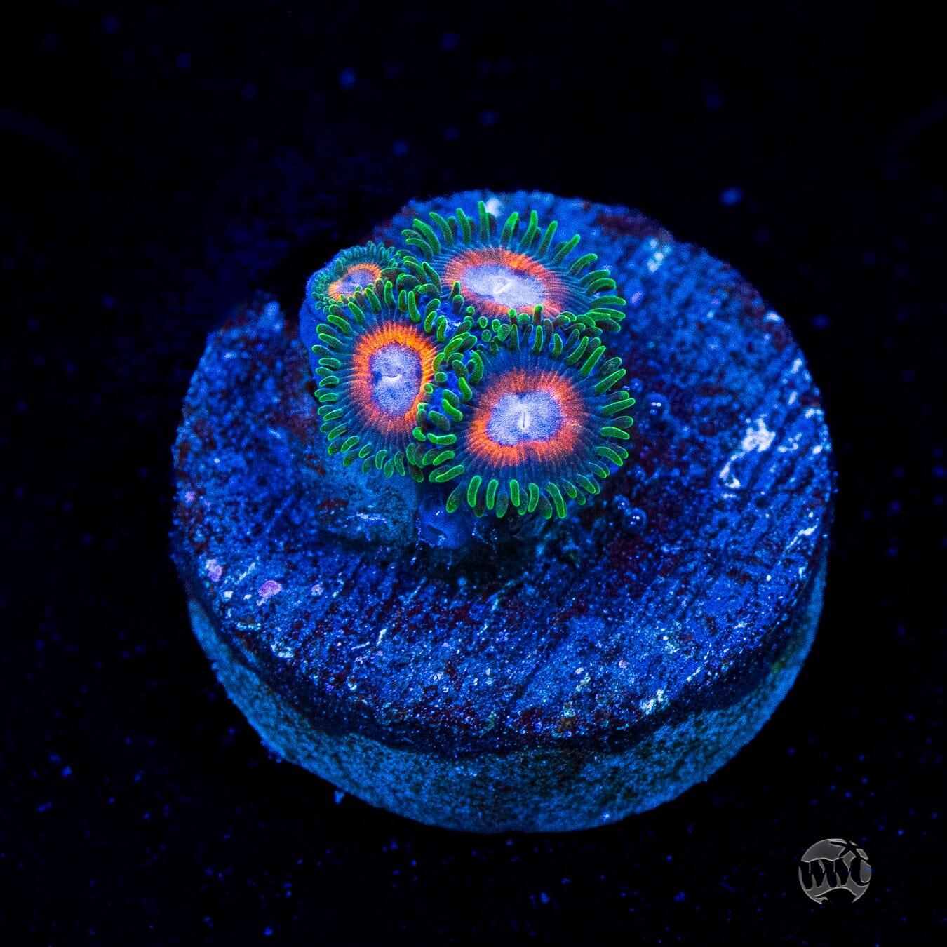 Jason Fox Fairy Tales Zoanthids