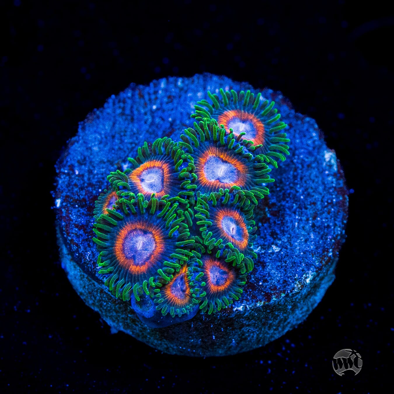 Jason Fox Fairy Tales Zoanthids