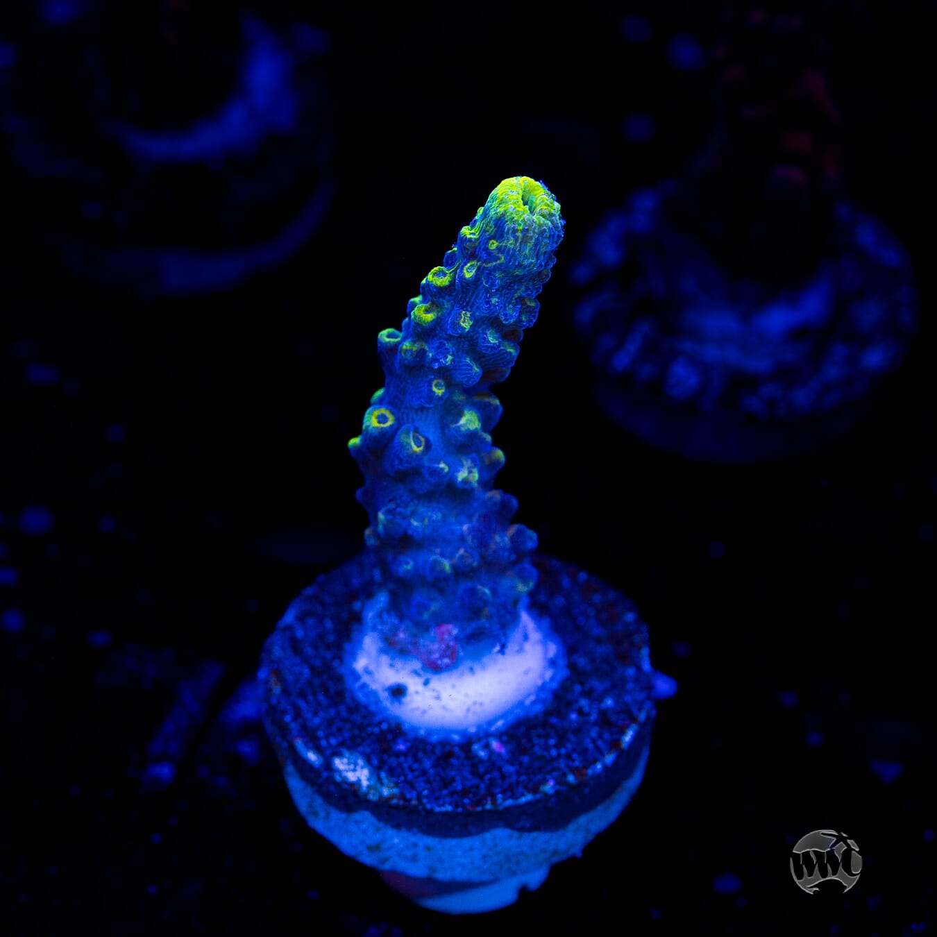 WWC Spectacular Stag Acropora