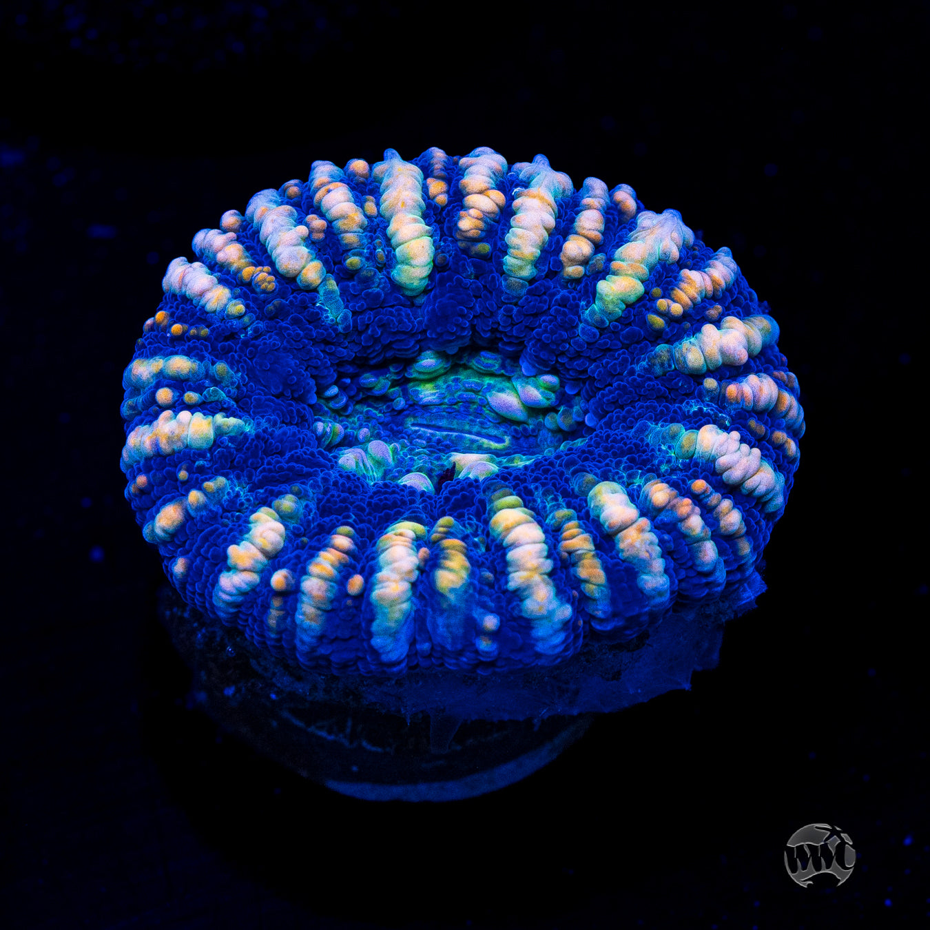 Blue Streak Button Scolymia
