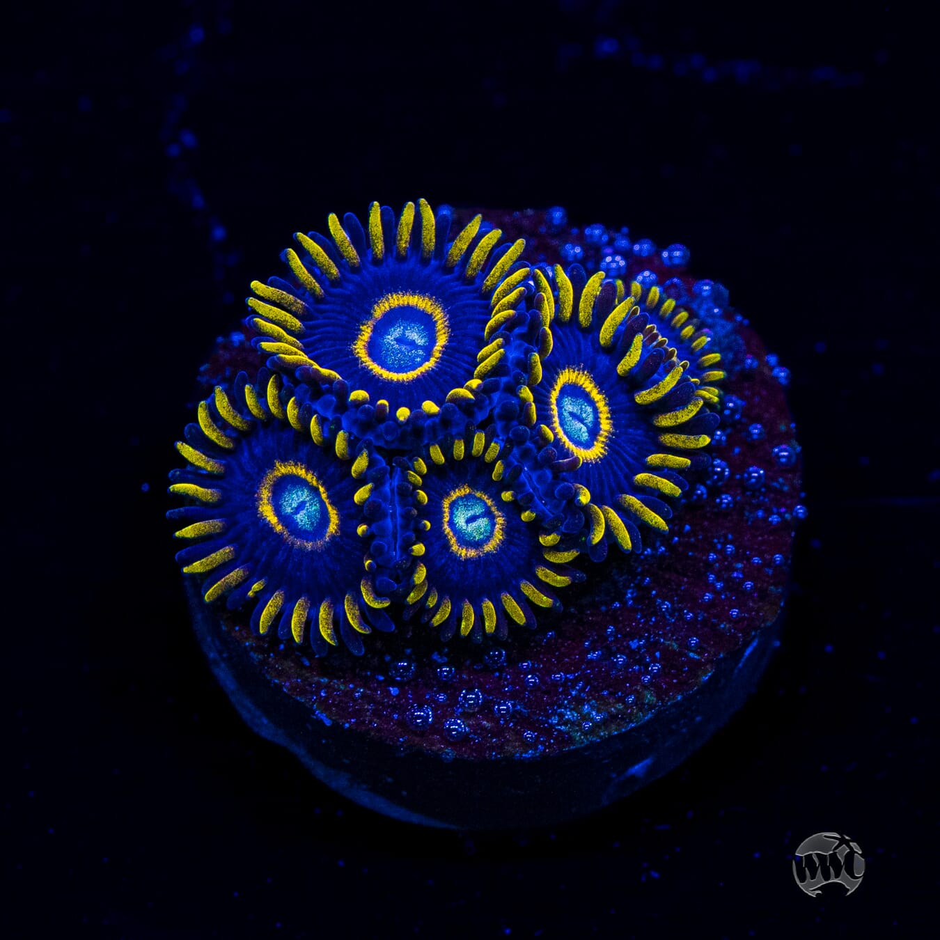 Blue Hornet Zoanthids