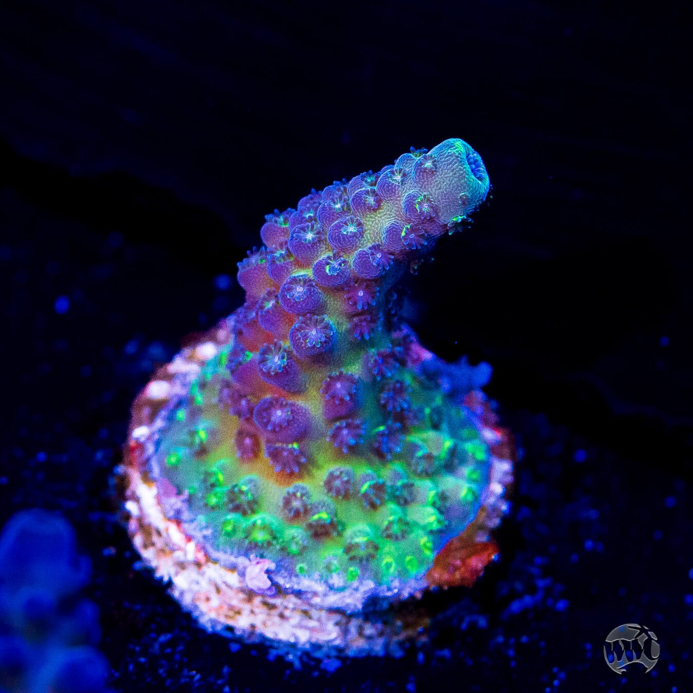 WWC Nuclear Grapes Acropora - Daylight Photo