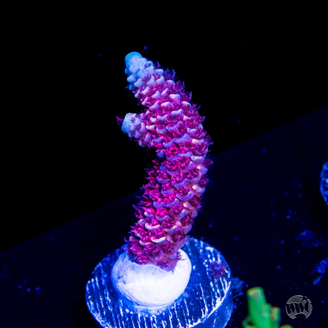 WWC Ice Queen Mille Acropora - Daylight Photo