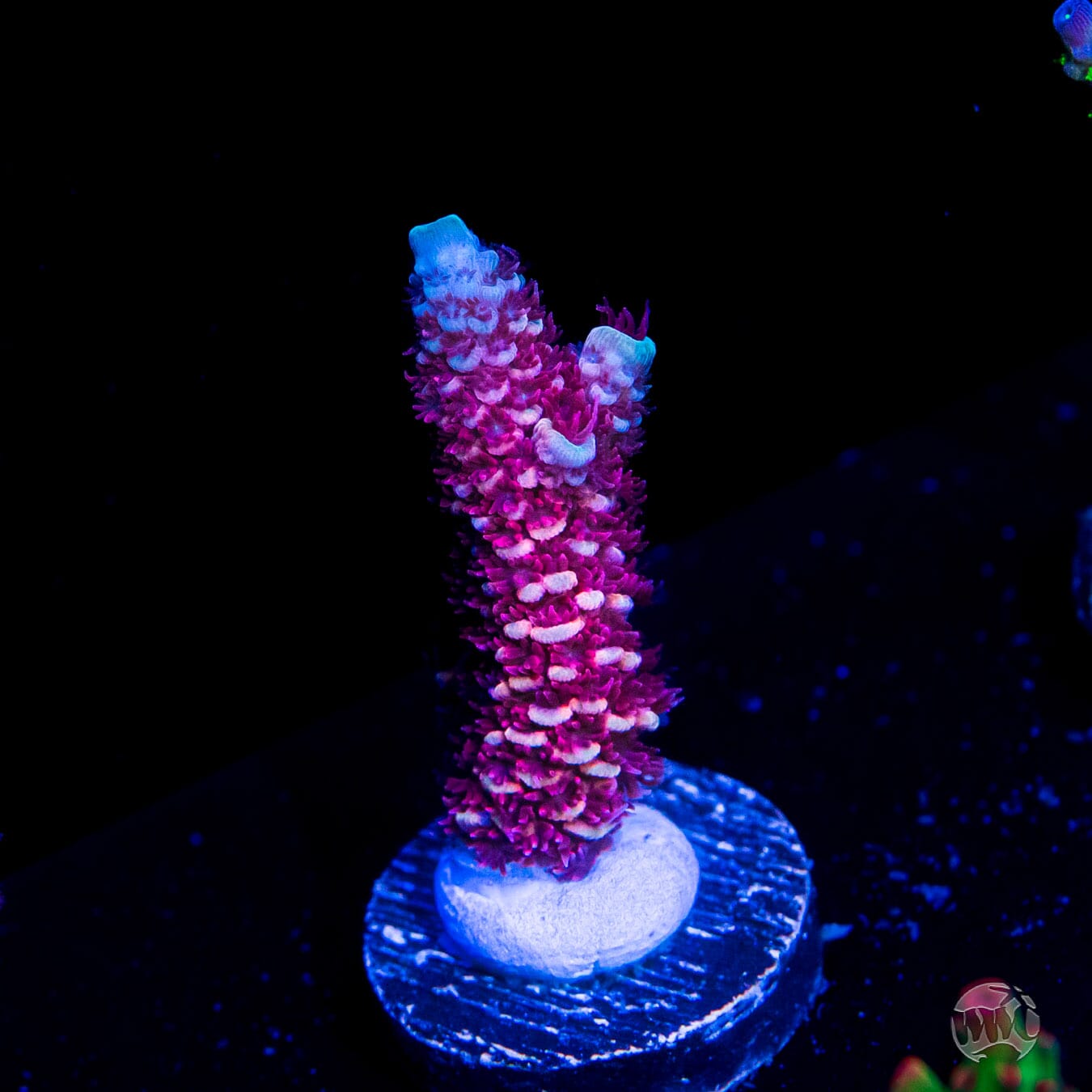 WWC Ice Queen Mille Acropora - Daylight Photo