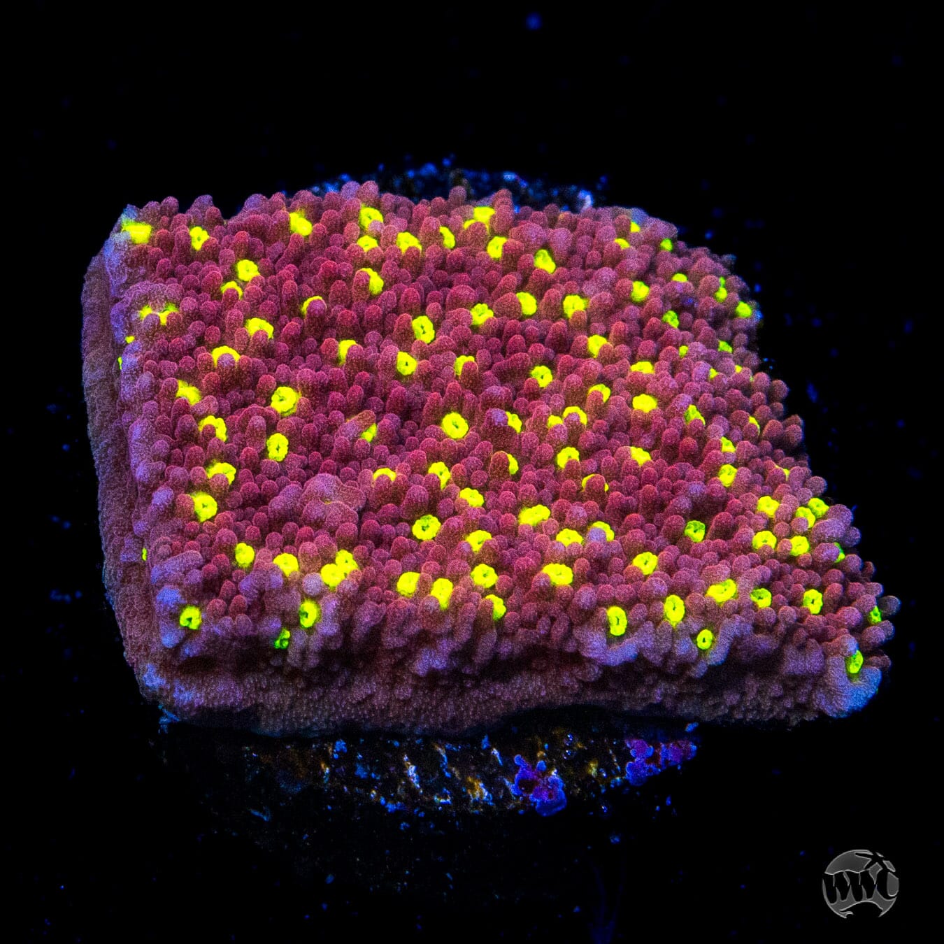 WWC Tiki Torch Montipora Coral