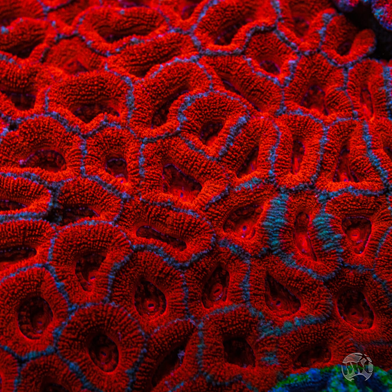 Lava Burst Aussie Lord - Mother Colony Photo