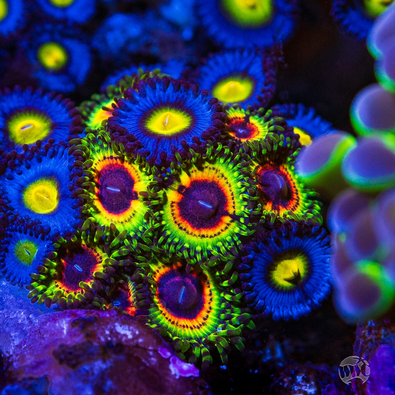 Little Shop of Horrors Zoanthids