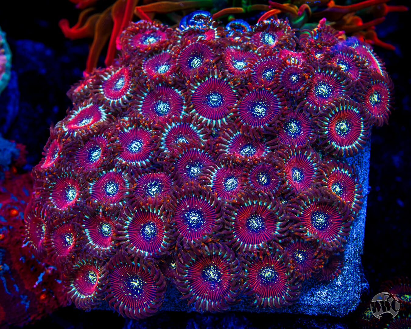 Magicians Zoanthids - Mother Colony Photo
