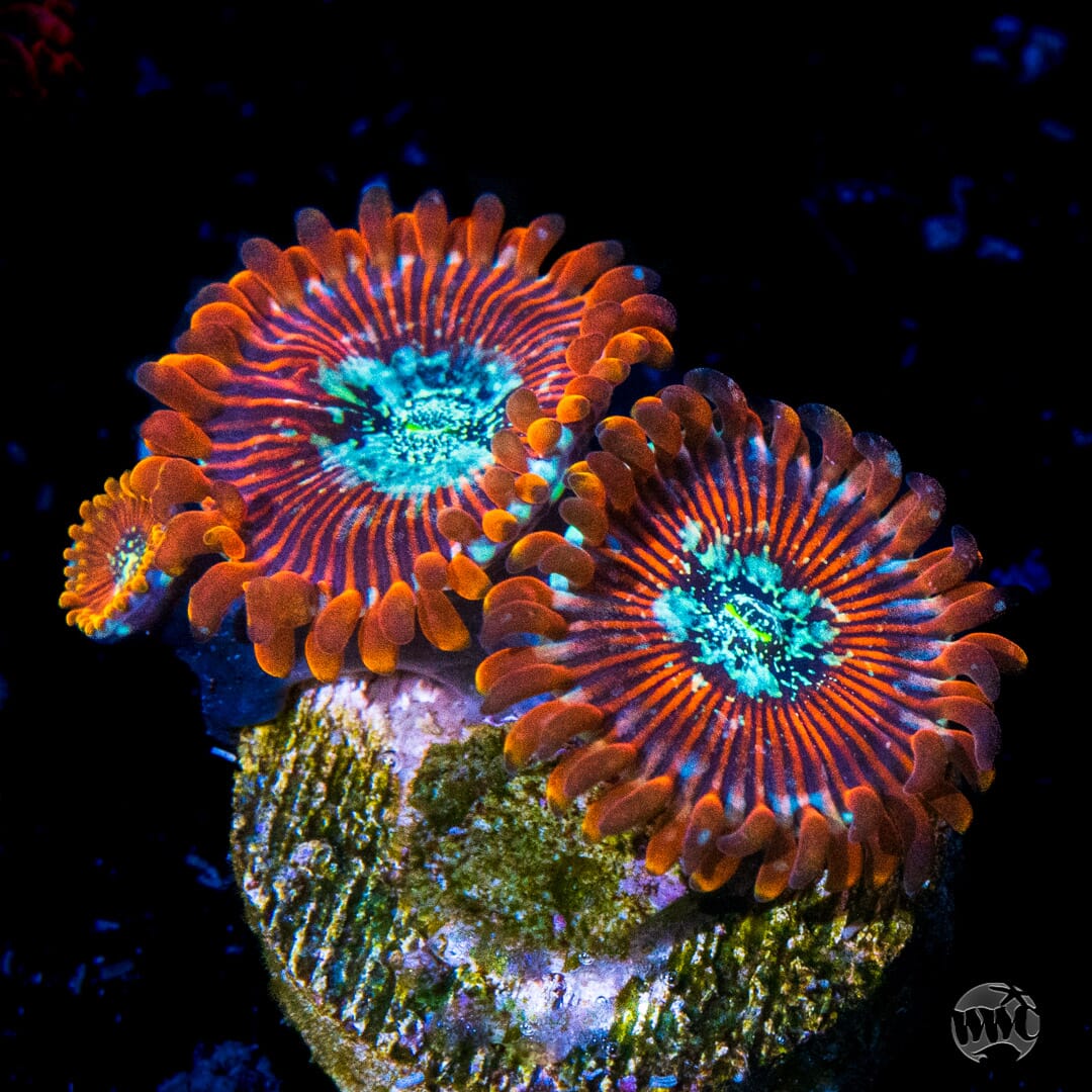 Magicians Zoanthids