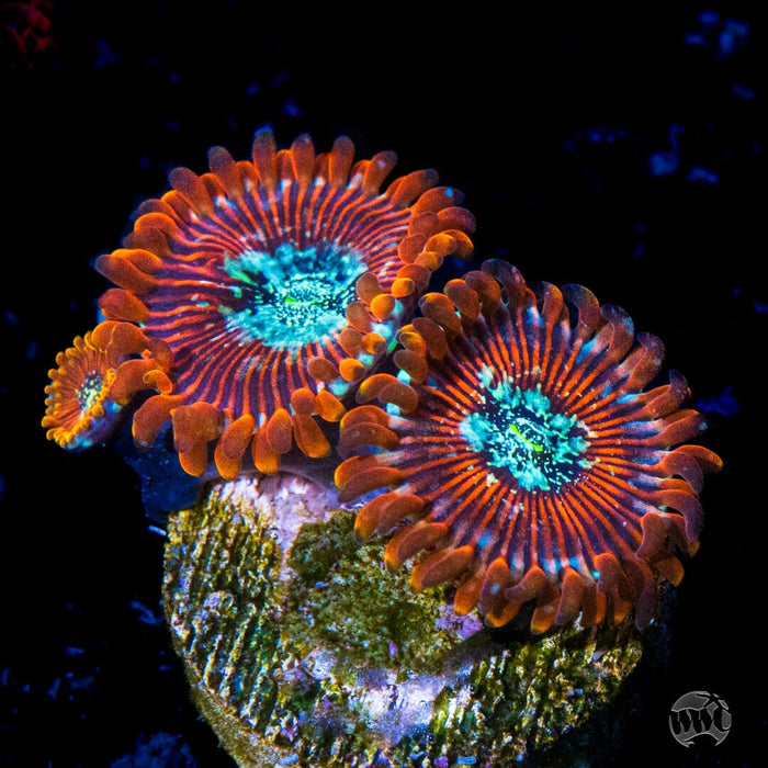 Vivid's Morphed Magician Zoanthids main image 1