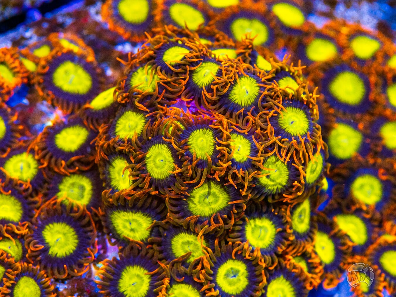 Mandarin Orange Zoanthids - Mother Colony Photo