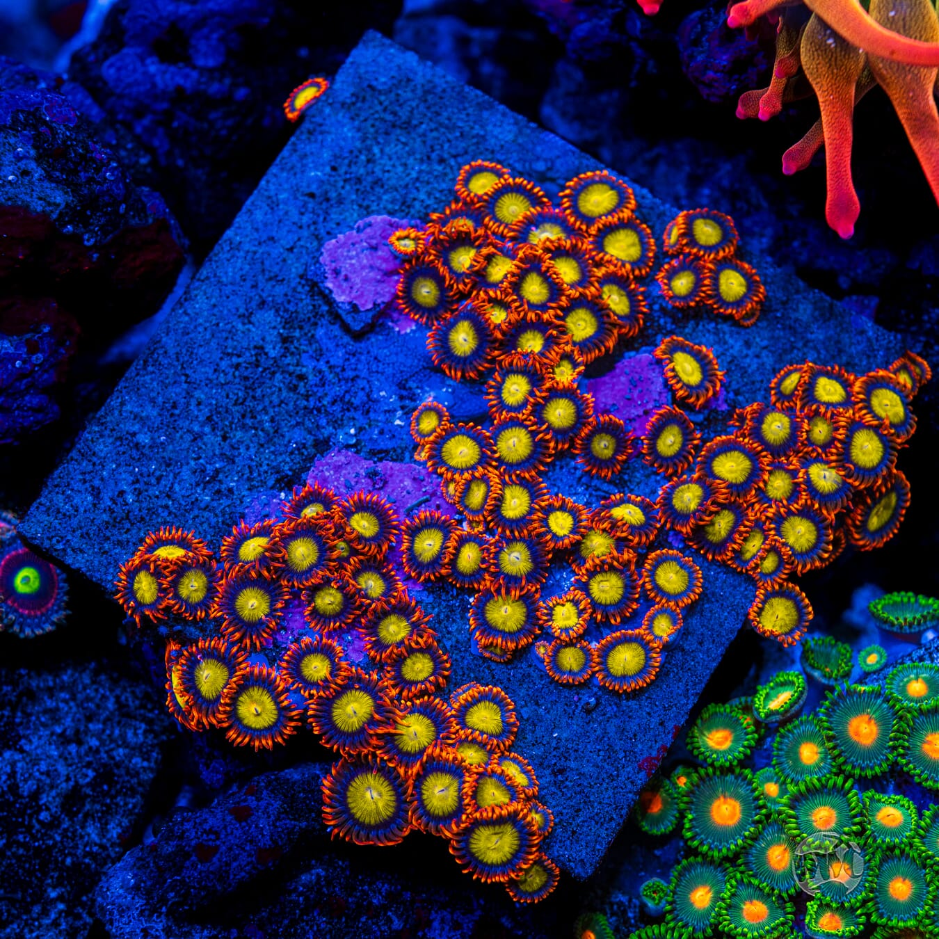 Mandarin Orange Zoanthids - Mother Colony