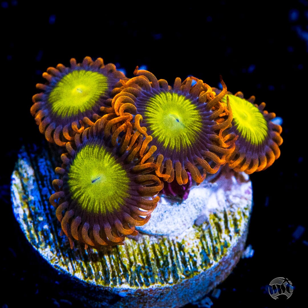 Mandarin Orange Zoanthids