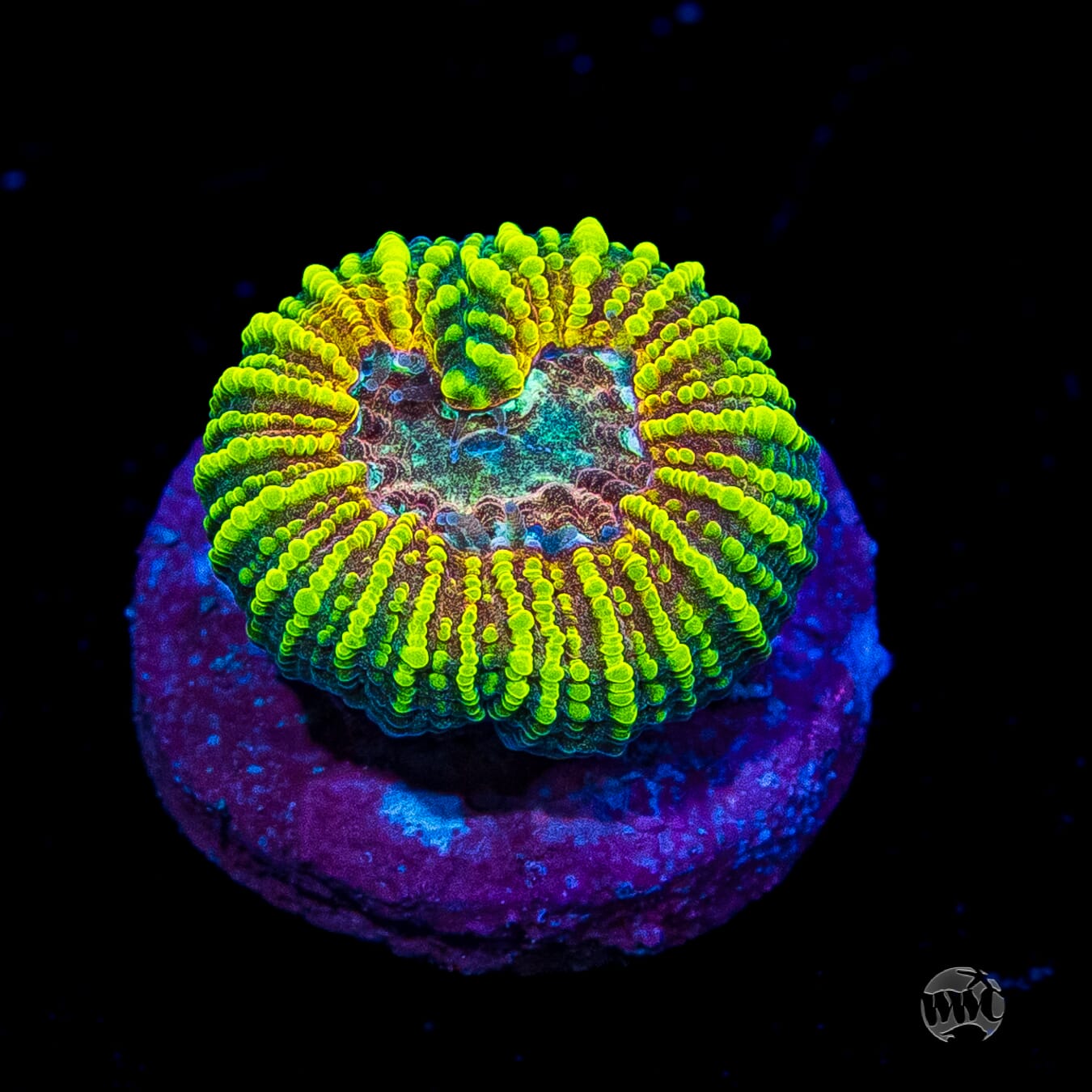 Mayan Rose Favia Coral