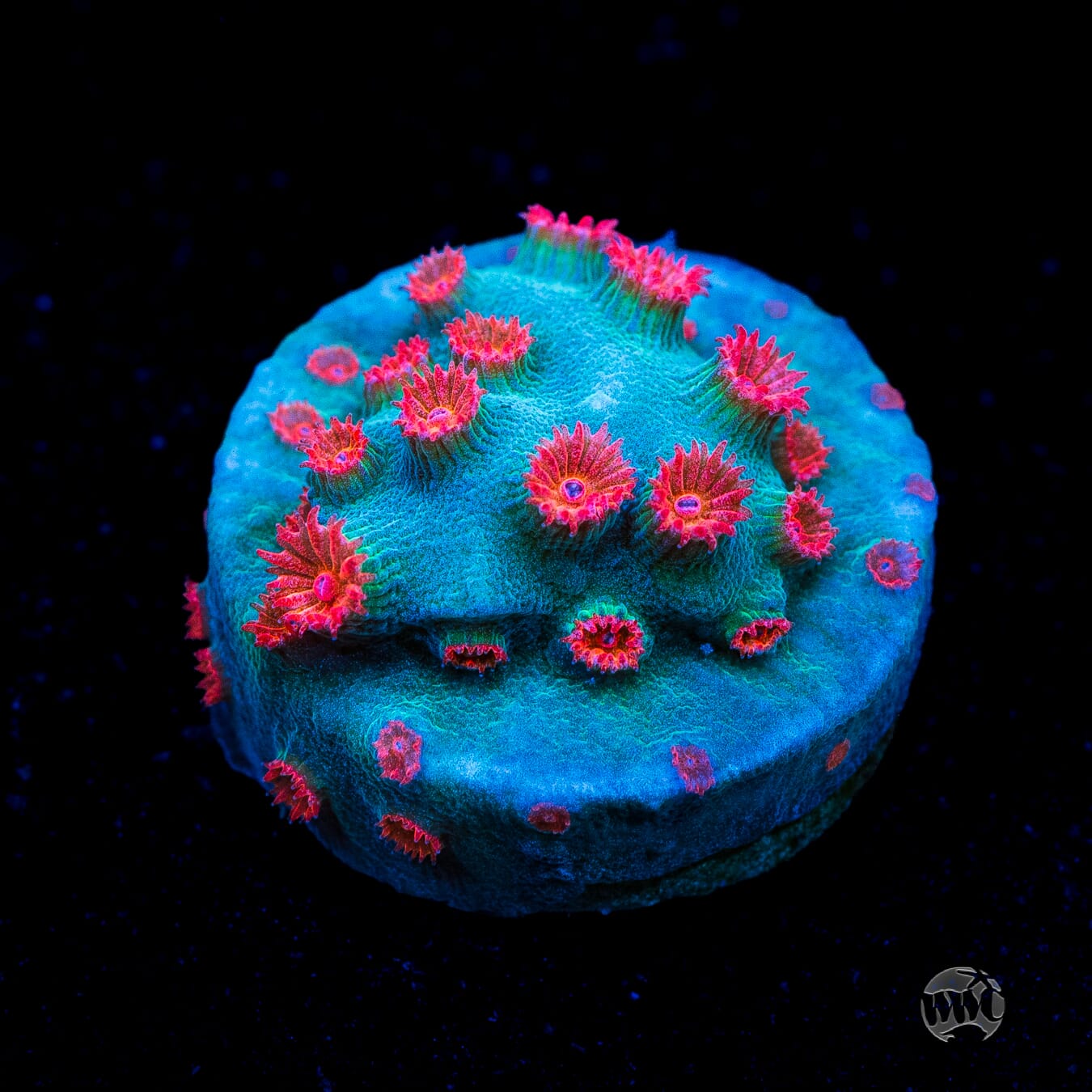 Meteor Shower Cyphastrea