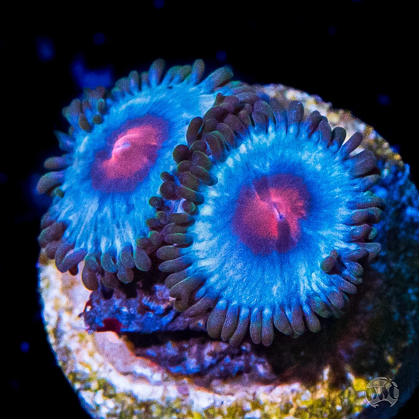 Miami Vice Zoanthids