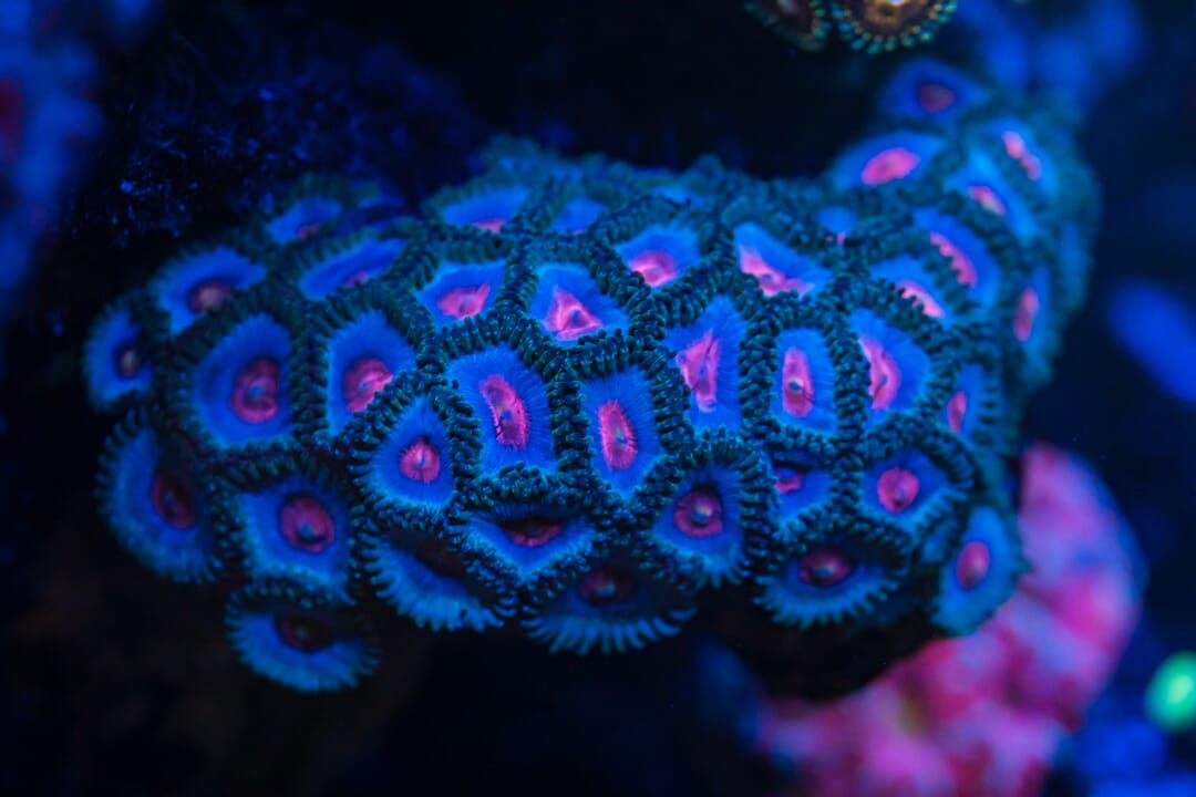Miami Vice Zoanthids - Mother Colony
