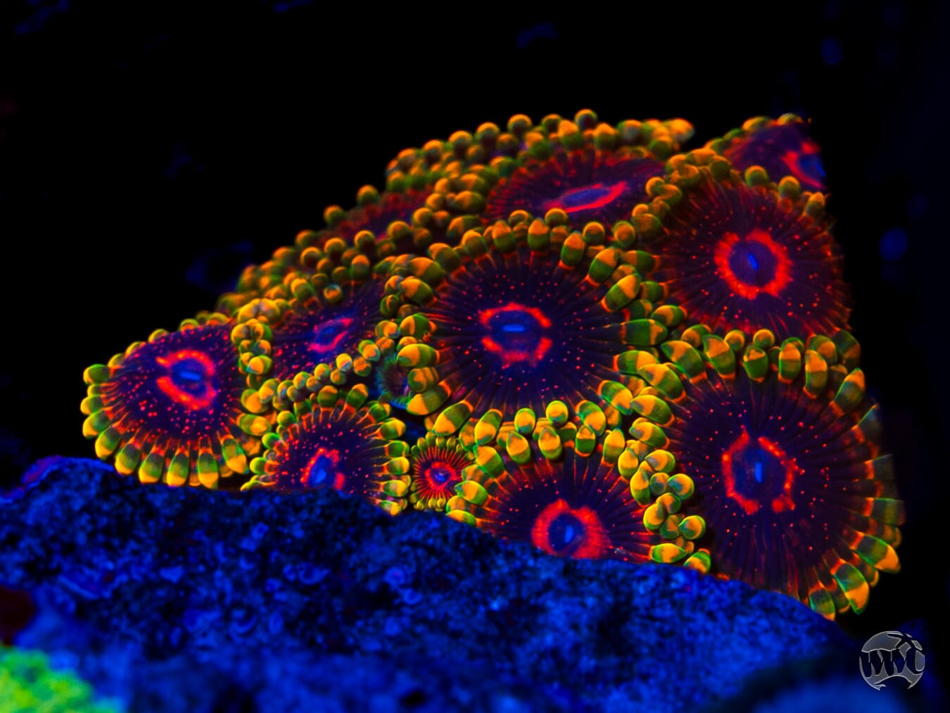 Mind Trick Zoanthids - Mother Colony Photo