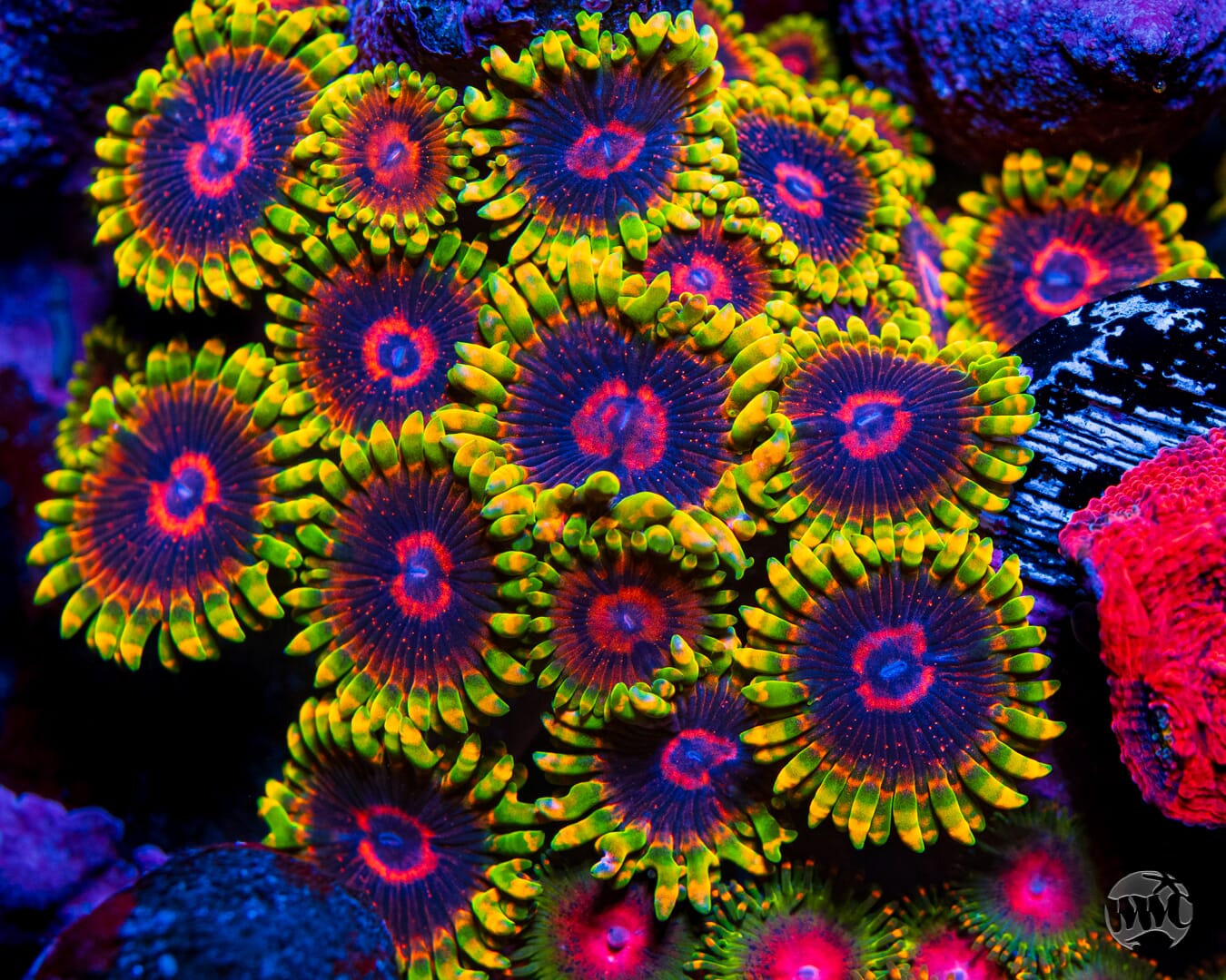 Mind Trick Zoanthids - Mother Colony