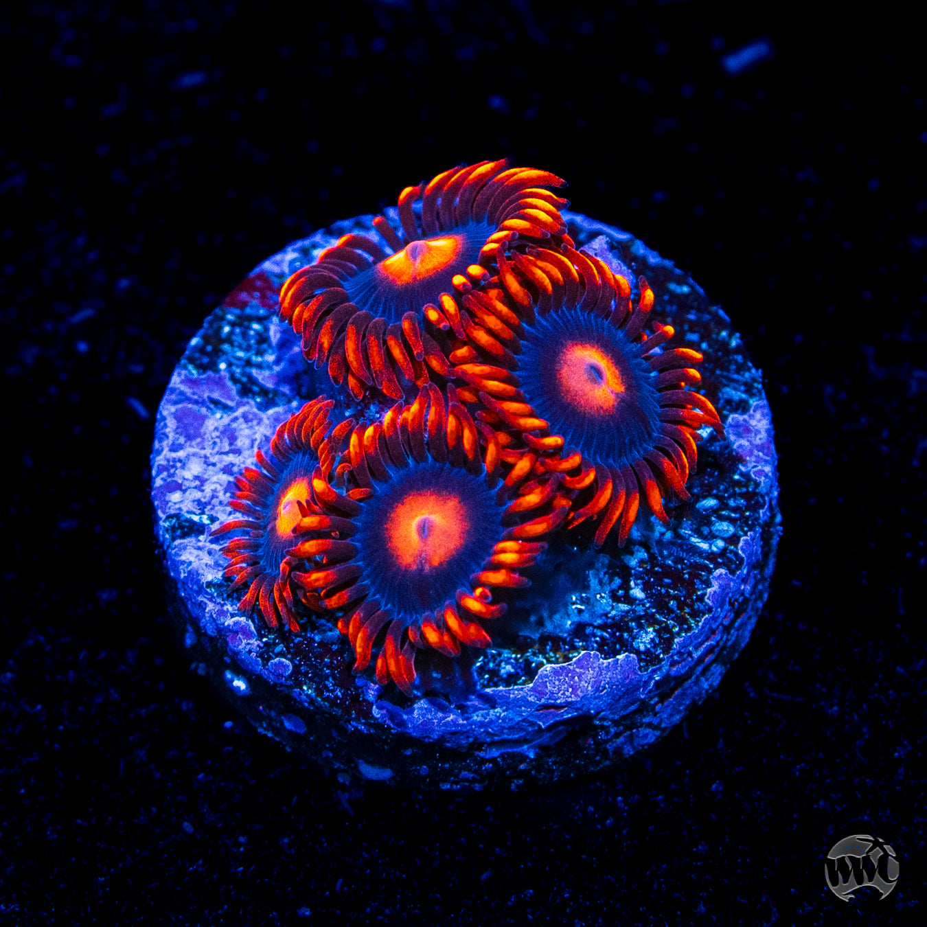 WWC Clementine Zoanthids