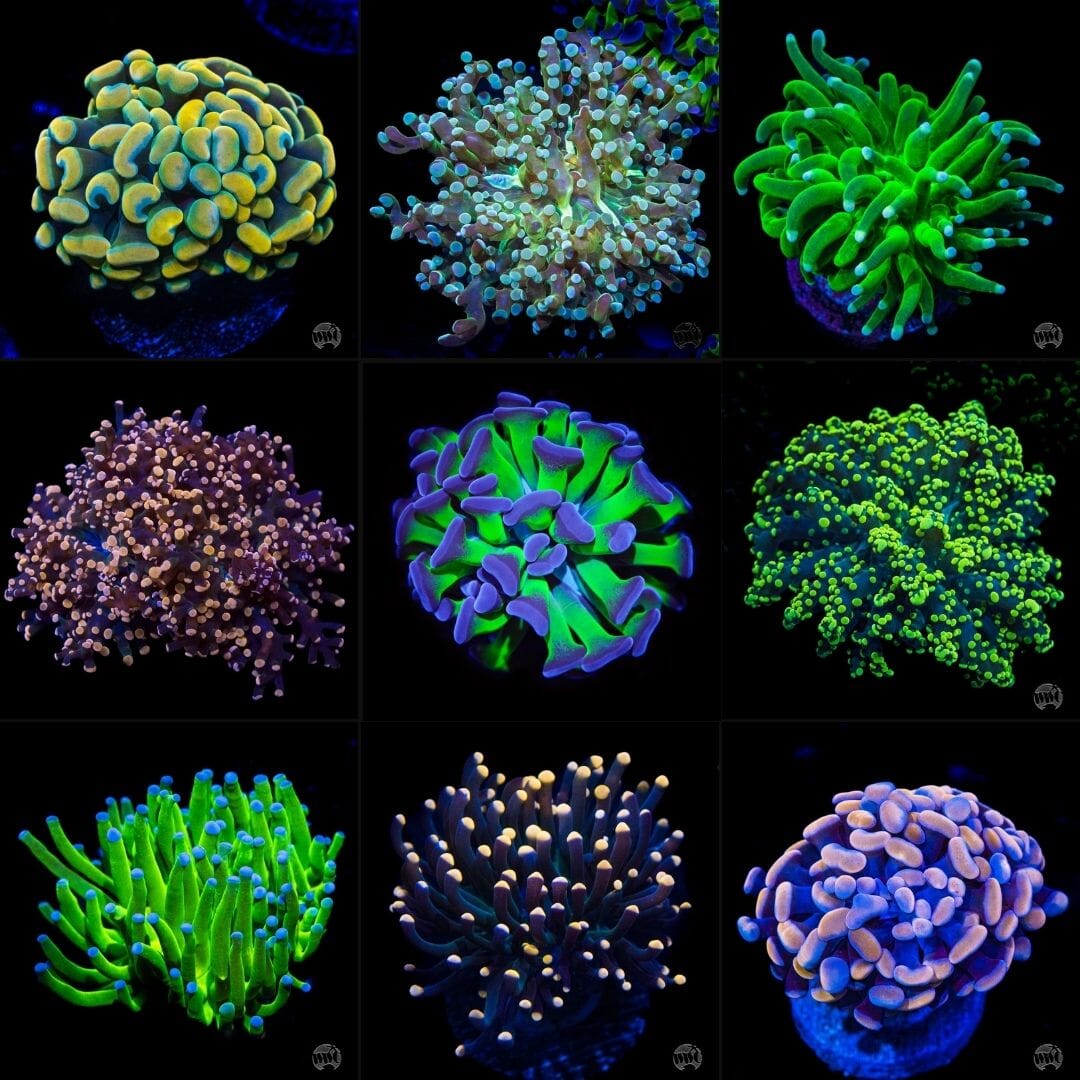 Mystery Euphyllia Coral 3 Pack