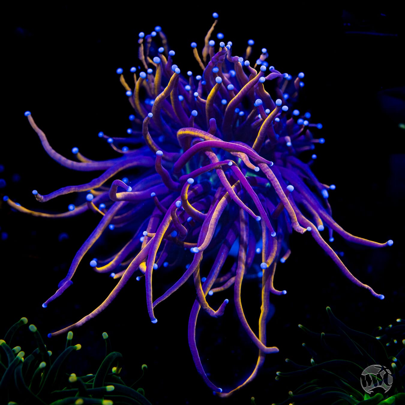 NY Knicks Torch Coral