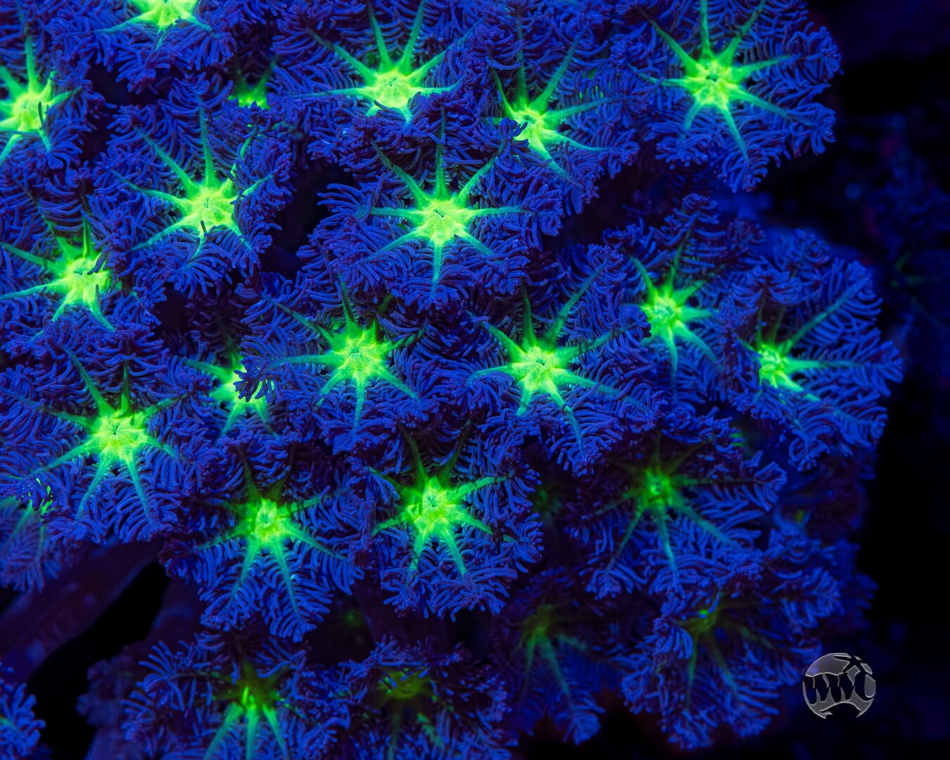 Neon Clove Polyps - Mother Colony