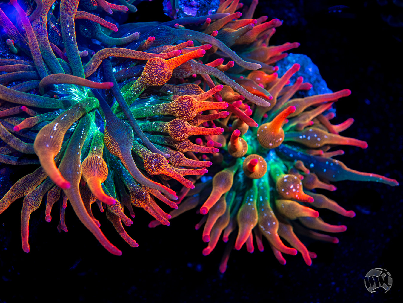 Metallic Purple Zebra Long Tentacle Anemone (3-6”) | Corals
