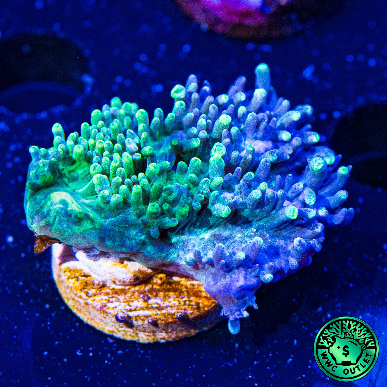 Blueberry Encrusting Hydnophora Coral