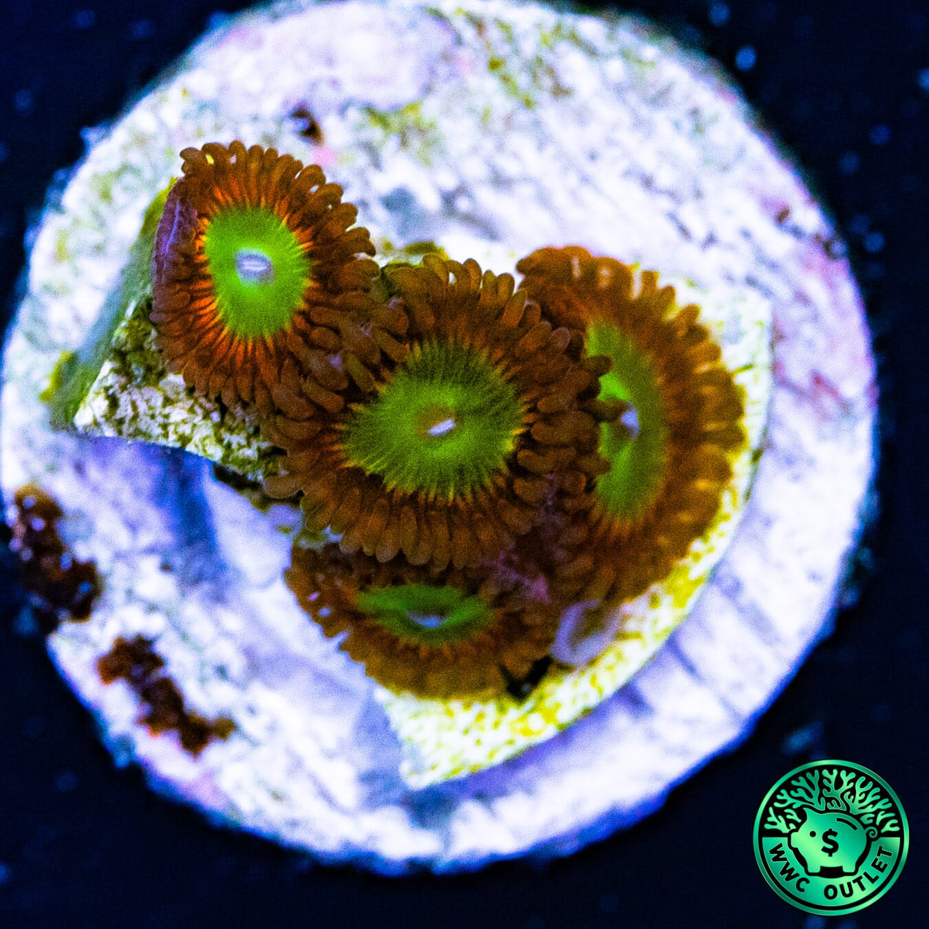 Candy Apple Red Zoanthids - Outlet Daylight Photo