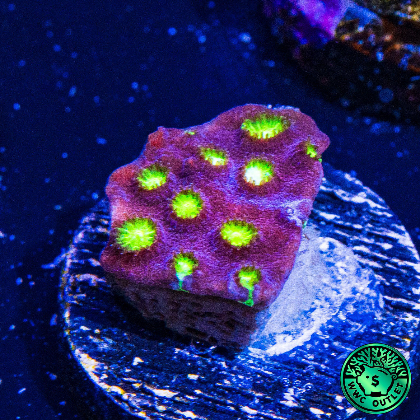 CB Bling Bling Cyphastrea Coral