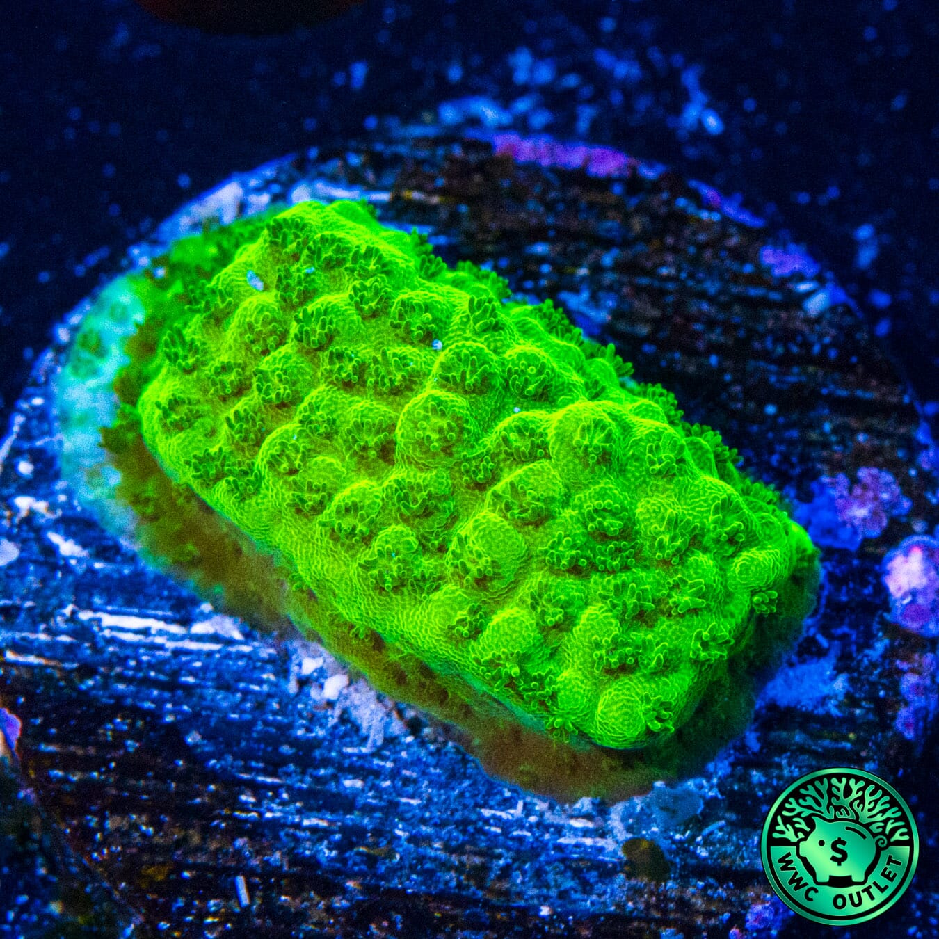 Castells Banana Table Cookie Acropora