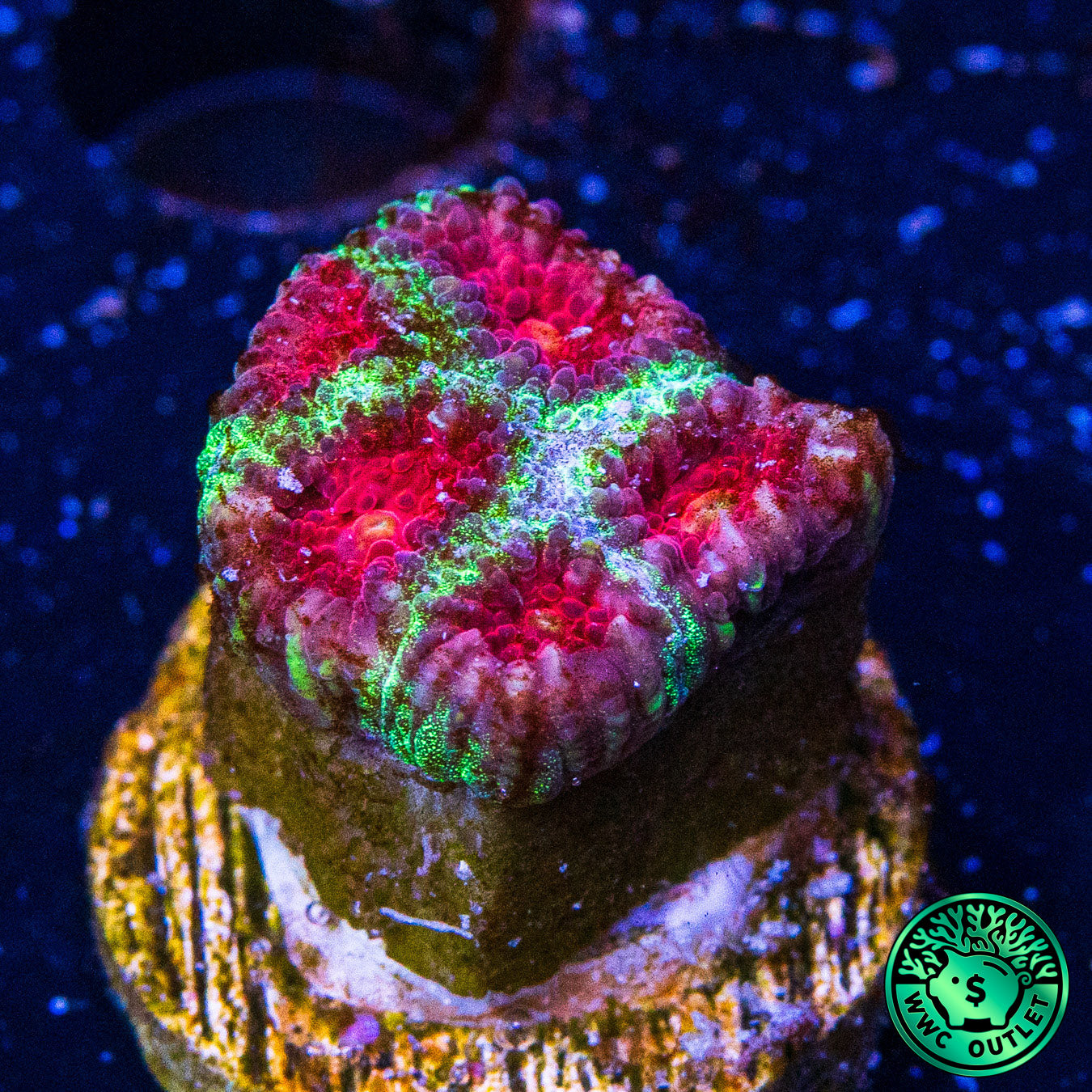 Christmas Favia Coral