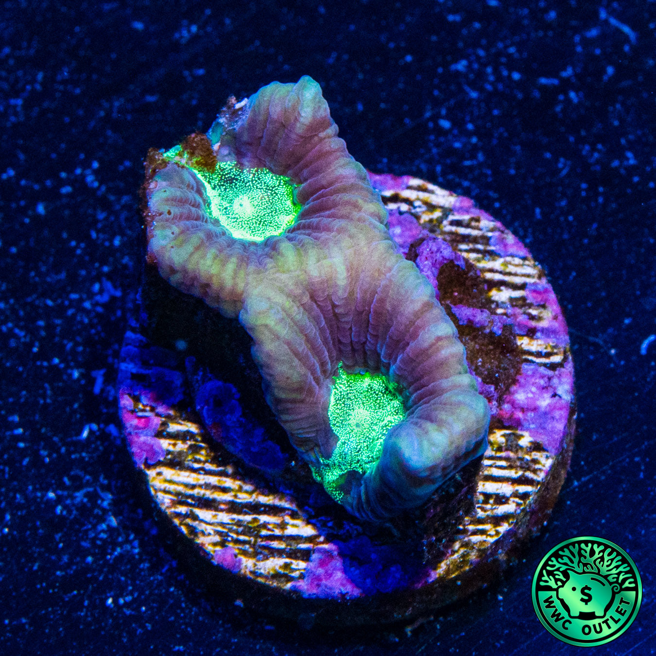 Cold Shoulder Goniastrea Coral