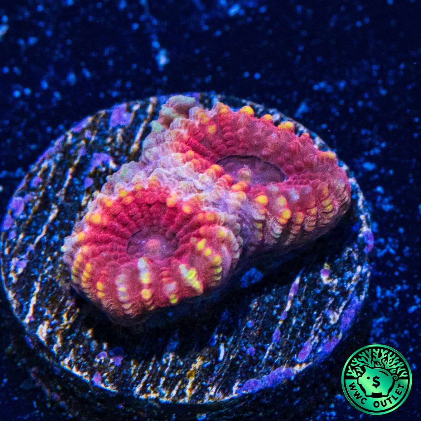 Cran Apple Favia Coral