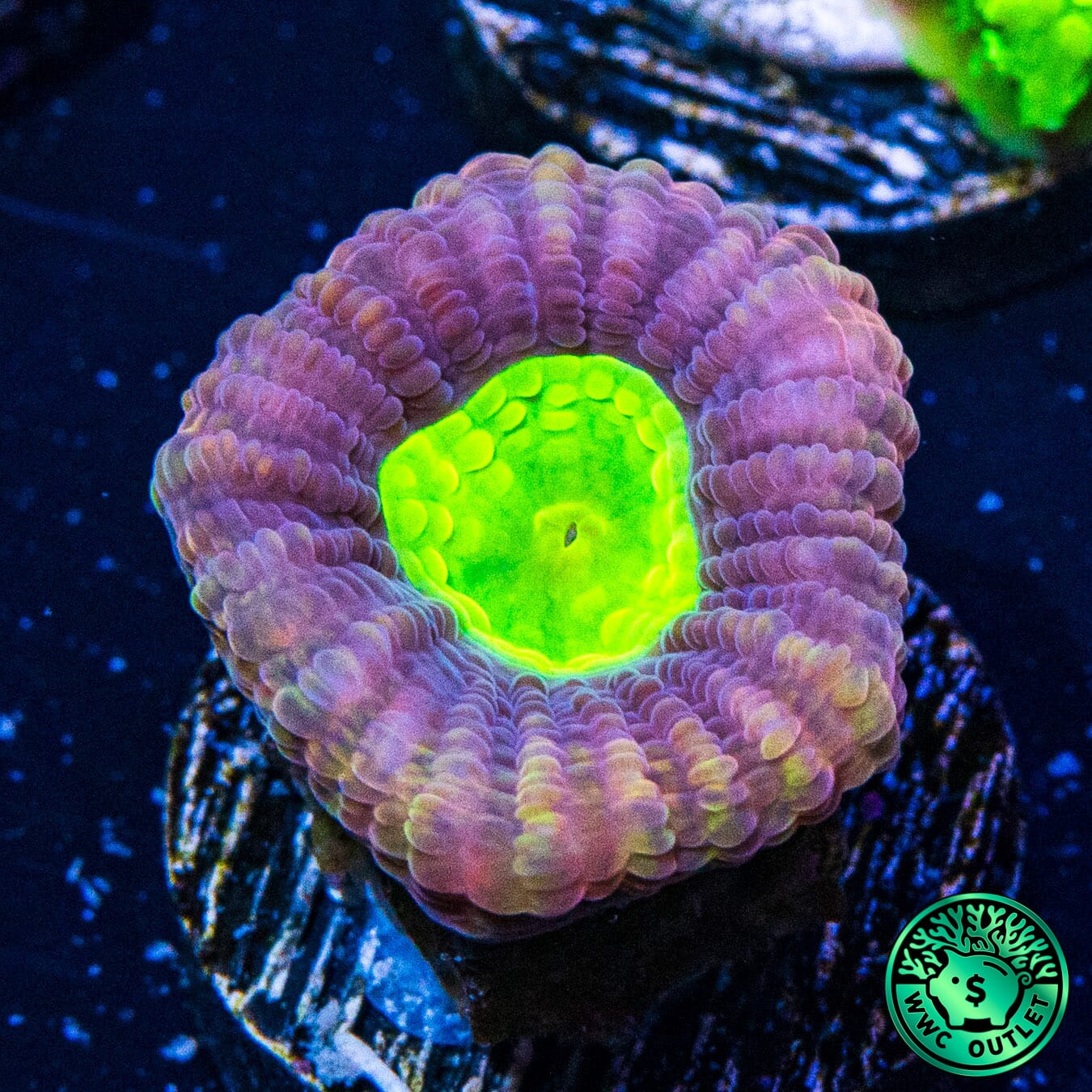 Dragon Soul Prism Goniastrea Coral